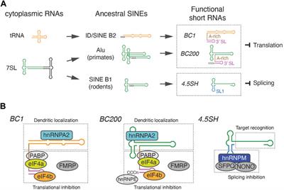 SINE-derived short noncoding RNAs: their evolutionary origins, molecular mechanisms, and physiological significance